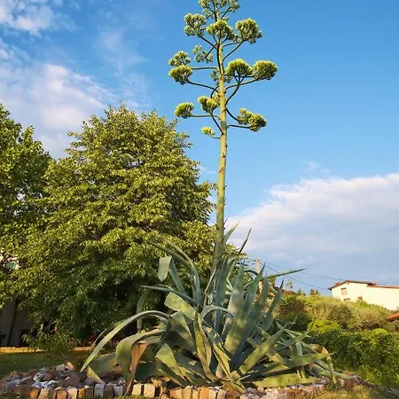 Apartma Pic Ros * Kojsko