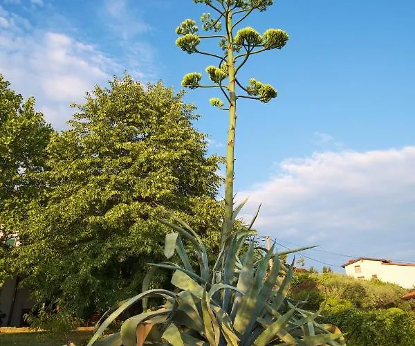 Apartma Pic Ros * Kojsko